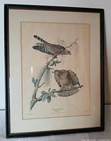 Front view of framed Audubon lithograph