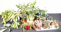 Group shot of all nine potted plants showing variety and pots