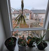 Group of all potted plants on windowsill