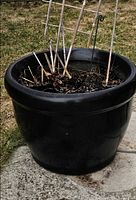 Black ceramic garden planter pot with soil and garden stakes on patio