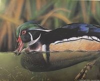 Close view of duck image showing artwork detail