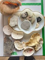 Group shot showing all shells, stones and milk glass dish