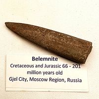 Belemnite fossil with identification card