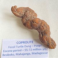 Coprolite with identification card showing locality and age information