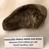 Oblique view of fossil showing inner cavity