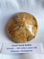 Front view of polished fossil sand dollar with star pattern and information label