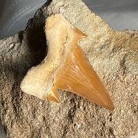 Close-up of shark tooth showing colour and enamel detail