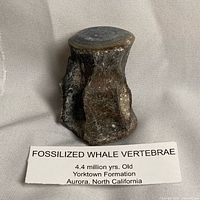 Overall view of whale vertebra with identification card