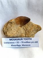 Tooth embedded in matrix with label