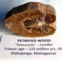 Polished face of petrified wood slice showing growth rings