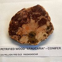 Top view of polished petrified wood slice showing coloration and structure