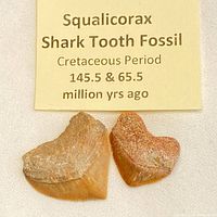 Two Squalicorax fossil teeth with identification card