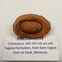Stromatolite fossil with label showing provenance and age