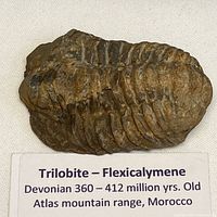 Top view of Flexicalymene trilobite fossil with label