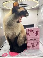 Front view of sealed perfume box next to cat (cat excluded) showing branding and design