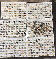 Six identification cards laid out showing all specimens attached or missing