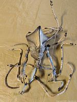 Full view of alien action figure with extended tentacles on surface