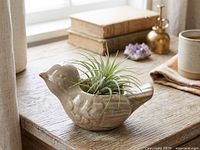 Ceramic bird on wooden desk holding air plant
