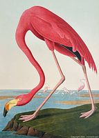 Full view of Flamingo lithograph showing artwork and margins