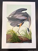 Full view of unframed Great Blue Heron print showing margins and image