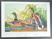 Full view of Mallard Duck print with borders showing numbering and seal