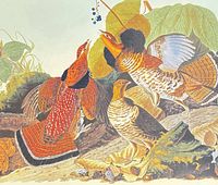 Full view of lithograph depicting ruffed grouse