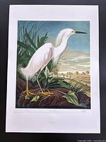 Full view of unframed Snowy Egret lithograph with margins