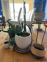 Group shot showing tall cactus, tropical plant in white pot, small cactus, woven baskets and plant stand