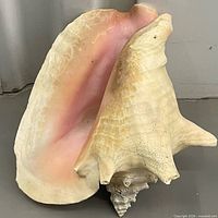 Interior view showing pink coloration and shell opening