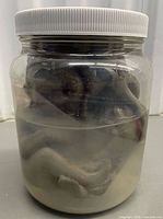 Front view of jar showing alien figure inside