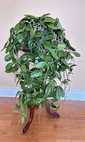 Full view of Hoya plant draping over wooden pedestal stand