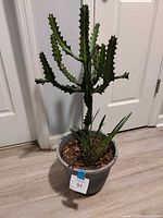 Full view of potted cactus next to door, showing size and pot
