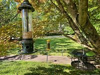 Wide view showing SquirrelBuster tube feeder and caged suet feeder hanging from tree