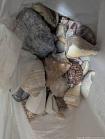 Close view inside bag with assorted sea shells and a few rocks
