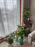 Group of potted plants on stands by window