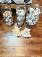 Overall lot showing four glass vases filled with shells and two loose conch shells