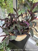 Top view showing dense purple foliage in pot