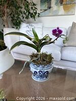 Entire orchid and pot on table