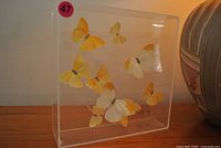 Front angled view of acrylic box with butterflies