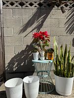 Full group showing table, snake plant, poinsettia, succulents, two empty planters