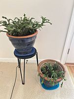 Two potted Christmas cactus, one on metal stand, showing overall lot