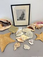 Full lot view showing framed print, starfish, large shells, coral pieces