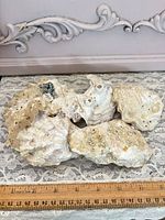 Five oyster shells on lace fabric with ruler showing length