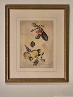 Full view of framed botanical print showing frame, matting and artwork