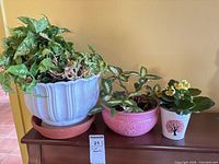 All three potted houseplants displayed together on shelf