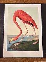Full view of Flamingo limited edition print with mat border