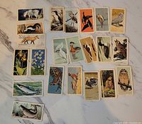 Front view of assorted Red Rose advertising cards