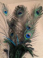 Bundle of peacock feathers showing eye patterns and accent plumes