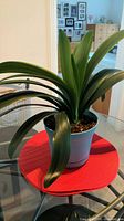 Overall view of mature Clivia plant with dark green foliage in light blue pot