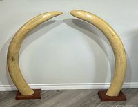 Full view of both resin tusks on bases